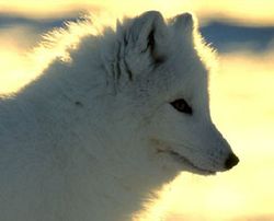 Arctic Fox National Geographic