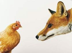 Fox hen Imagine
